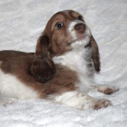 Dachshund Puppies from Desert Horizon Dachshunds