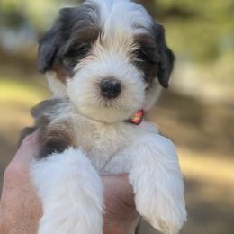 Avery - Blue merle female Bernedoodle puppy in San Juan Capistrano, California from Country Hills Doodles