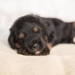 Snow White - Phantom female Bernedoodle puppy in Seffner, Florida from Gold Diamond Pup