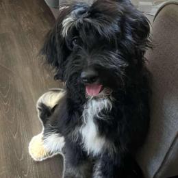 Sammy - Aussiedoodle