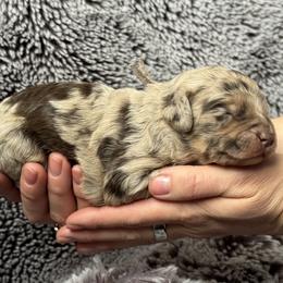 Snickerdoodle - Red merle female Australian Shepherd puppy in Columbia Falls, Montana from Firefly Horse Co Wellness Retreat Center