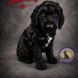 Cartwright's Thomas the Redeemed Believer - Black male Poodle puppy in Albany, Kentucky from Impressive Cartwright Standards