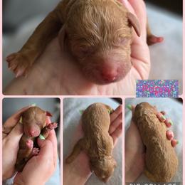 Poppy - Red  female Goldendoodle puppy in Decatur, Tennessee from Diamond's Doodles