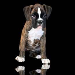Tan brindle girl 6 - Brindle female Boxer puppy in Red Boiling Springs, Tennessee from Silver Rain