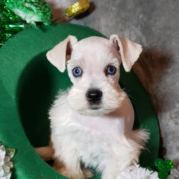 Miniature Schnauzer Puppies from Mountain View Schnauzers