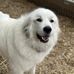 Sake - Great Pyrenees