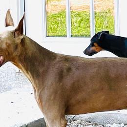 Doberman Pinschers from New Best Friend