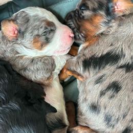 Female phantom Merle - Blue merle female Bernedoodle puppy in Seattle, Washington from Clemleth Aussiedoodles