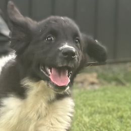 Newfoundlands from Bourbon Water Newfoundlands
