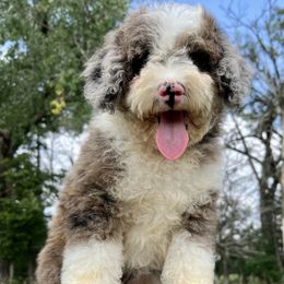 Bingo - Merle male Bernedoodle puppy in Madison, South Dakota from WhiskeyCreek Doodles