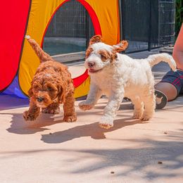 Goldendoodle Puppies from BFF Goldendoodles