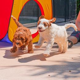 Goldendoodle Puppies from BFF Goldendoodles