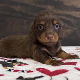 Bianca - Chocolate and tan female Dachshund puppy in Dothan, Alabama from Little House Pups