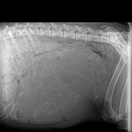 German Shorthaired Pointer puppies from ShatzFired Shorthairs