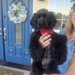 Bella - Black female Cocker Spaniel puppy in Corcoran, California from Sweet Heart Cockers