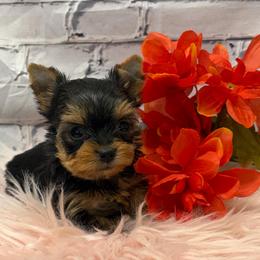 Millie TEACUP - Blue and gold female Yorkshire Terrier puppy in Monticello, Iowa from Ashley’s Puppies