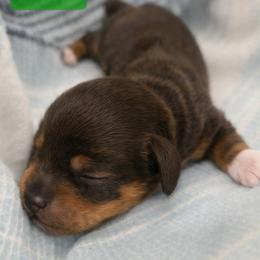 Klaus - Chocolate and tan male Dachshund puppy in Lubbock, Texas from Wagging Tails