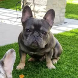 Rolly - French Bulldog