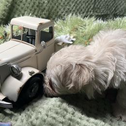 Stevie (red collar) - White male Miniature Schnauzer puppy in Port Orchard, Washington from Silver Bells Miniature Schnauzers