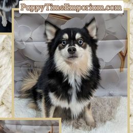 McCartney (Carter) -1000.00 - Black and white male Pomsky puppy in Spring Hill, Florida from www.PuppyTimeEmporium.com