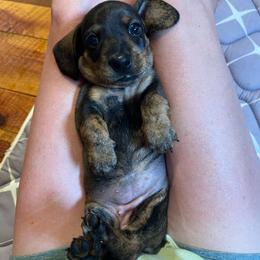 Pink - Wild boar female Dachshund puppy in Stevensville, Montana from LynnHaven Ranch Dachshunds