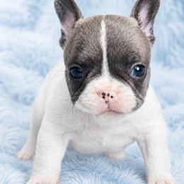 Patches - White and fawn male French Bulldog puppy in Maplewood, New Jersey from Poos&Bulls Keepsake