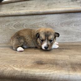 Zinnia (Possible Fluffy) - Sable female Pembroke Welsh Corgi puppy in Phelan, California from Desert Sunset Pembroke Welsh Corgis