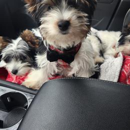 Bentley - Black tan and white male Biewer Terrier puppy in Spotsylvania Courthouse, Virginia from Donna's Biewer Terriers