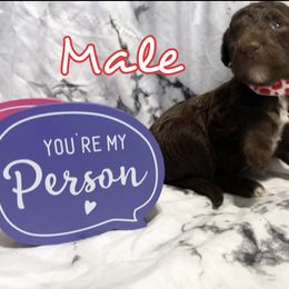 Poodle Puppies from The Poodle Boutique