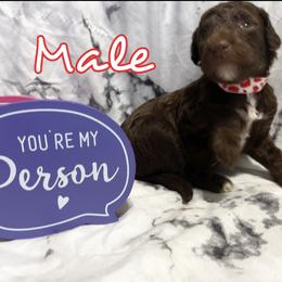 Poodle Puppies from The Poodle Boutique