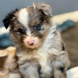 Brûlée - Merle male Pomsky puppy in Sturgis, Kentucky from Furever Pomskies