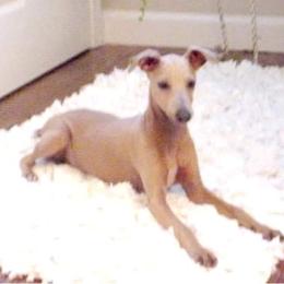 Tuscany - Italian Greyhound