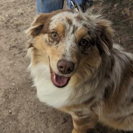 Chile - Miniature Australian Shepherd