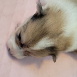 Girl 1 - Pomsky puppy in Hamlin, Maine from Northern Maine Samoyeds and Pomskies