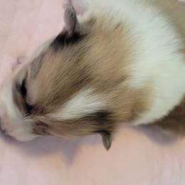 Girl 1 - Pomsky puppy in Hamlin, Maine from Northern Maine Samoyeds and Pomskies