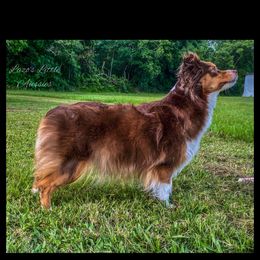 Sadie - Toy Australian Shepherd