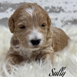 Sully - Apricot male Goldendoodle puppy in Nortonville, Kentucky from Deb’s KY Doodles