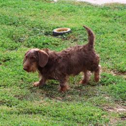 Bristle - Dachshund