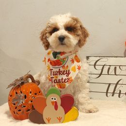 Emerald - Parti male Goldendoodle puppy in Pendleton, Oregon from Blushing Doodles