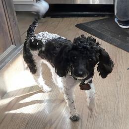 Cruella - Poodle