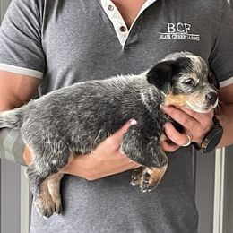 Scarlett - Male 1 - Blue male Australian Cattle Dog puppy in Jefferson, South Carolina from Blue Creek Farms