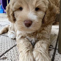 Australian Labradoodle Puppies from Charlotte Labradoodles