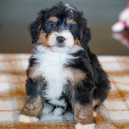Victor - Tri-color male Bernedoodle puppy in Dundee, Ohio from Down Home Doodle