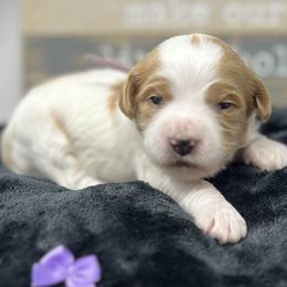 Purple Female - Parti female Goldendoodle puppy in Great Falls, Montana from Montana Goldendoodles