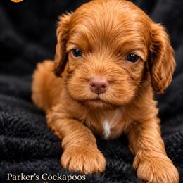 Charmander - Red male Cockapoo puppy in Perry, Arkansas from Parker's Cockapoos