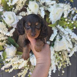 Chocolate and Tan LH Girl 2 - Chocolate and tan female Dachshund puppy in Austin, Colorado from Colorado Mini Dachshunds & Mini Pomskies