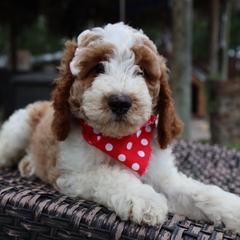 Girl 6 - Parti Double Doodle puppy in Palmview, Texas from Love Me Pooch