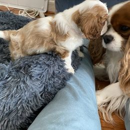 Black Russian Terrier and Cavalier King Charles Spaniel Puppies from Ocean Gem & Guardian Bears