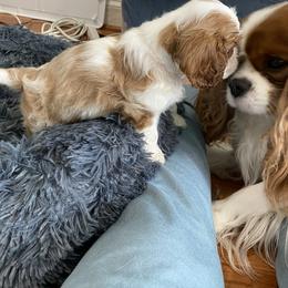 Black Russian Terrier and Cavalier King Charles Spaniel Puppies from Ocean Gem & Guardian Bears