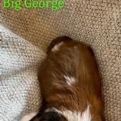 Saint Berdoodle Puppies from Tempe Town Saint Berdoodles